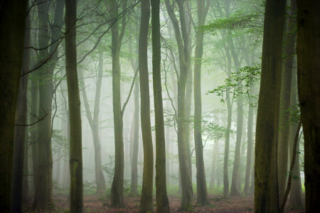 秋, 霧, 森林, 木