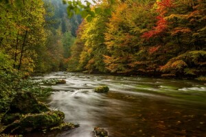 秋季, 森林, 德国, 哈兹, 树脂类, 河, 树木