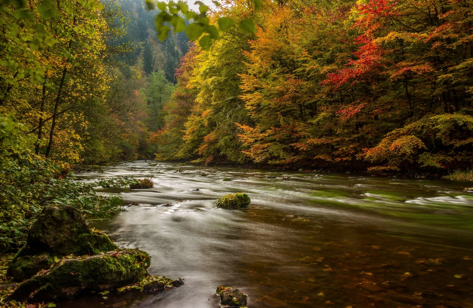 秋季, 森林, 河, 树木, 德国, 树脂类, 哈兹