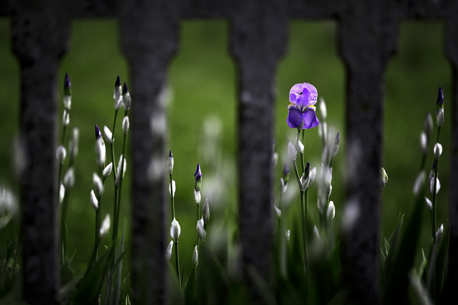 bunga, pagar, iris