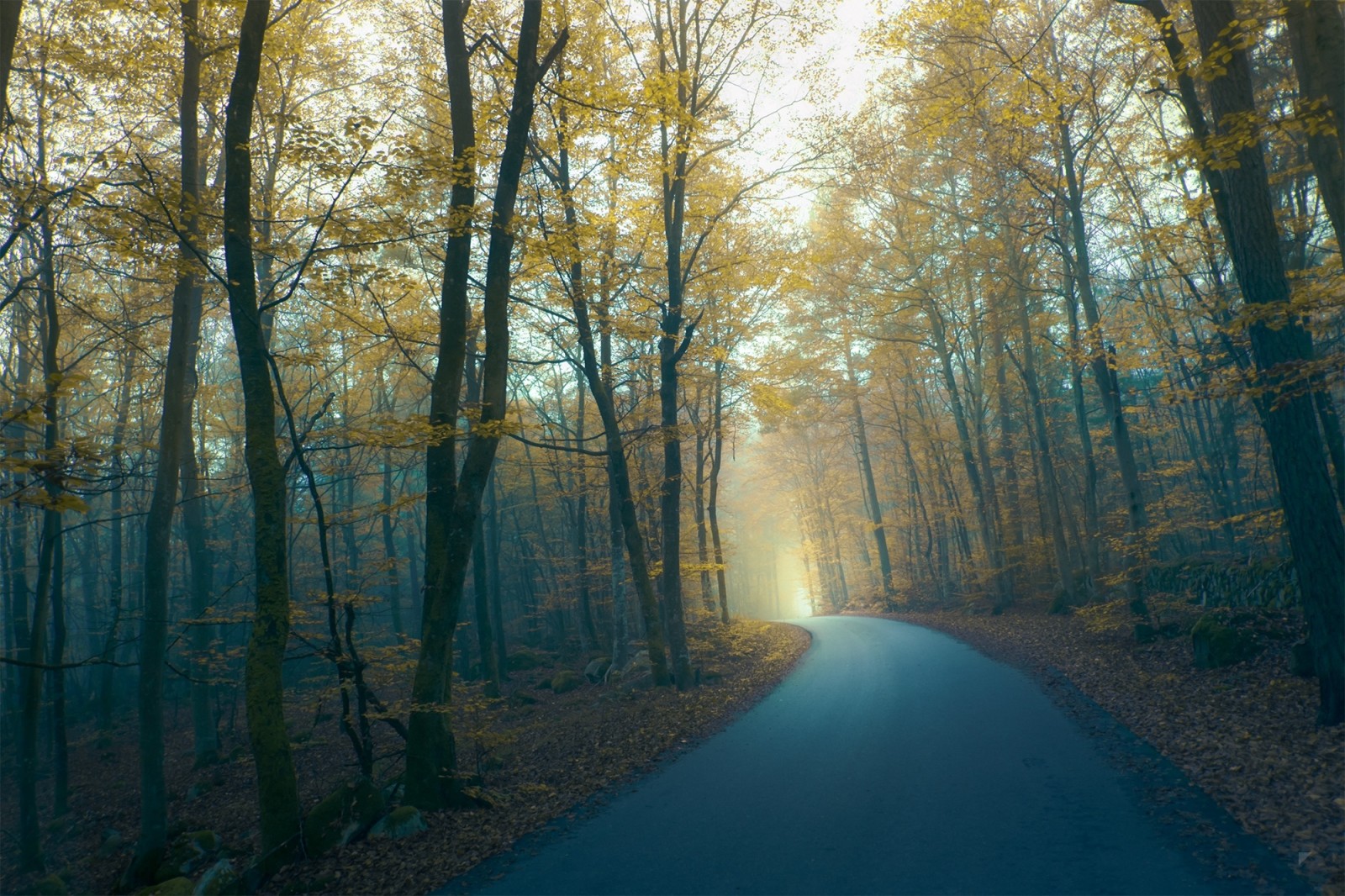 musim gugur, hutan, jalan, senja, kabut, oleh Robin de Blanche