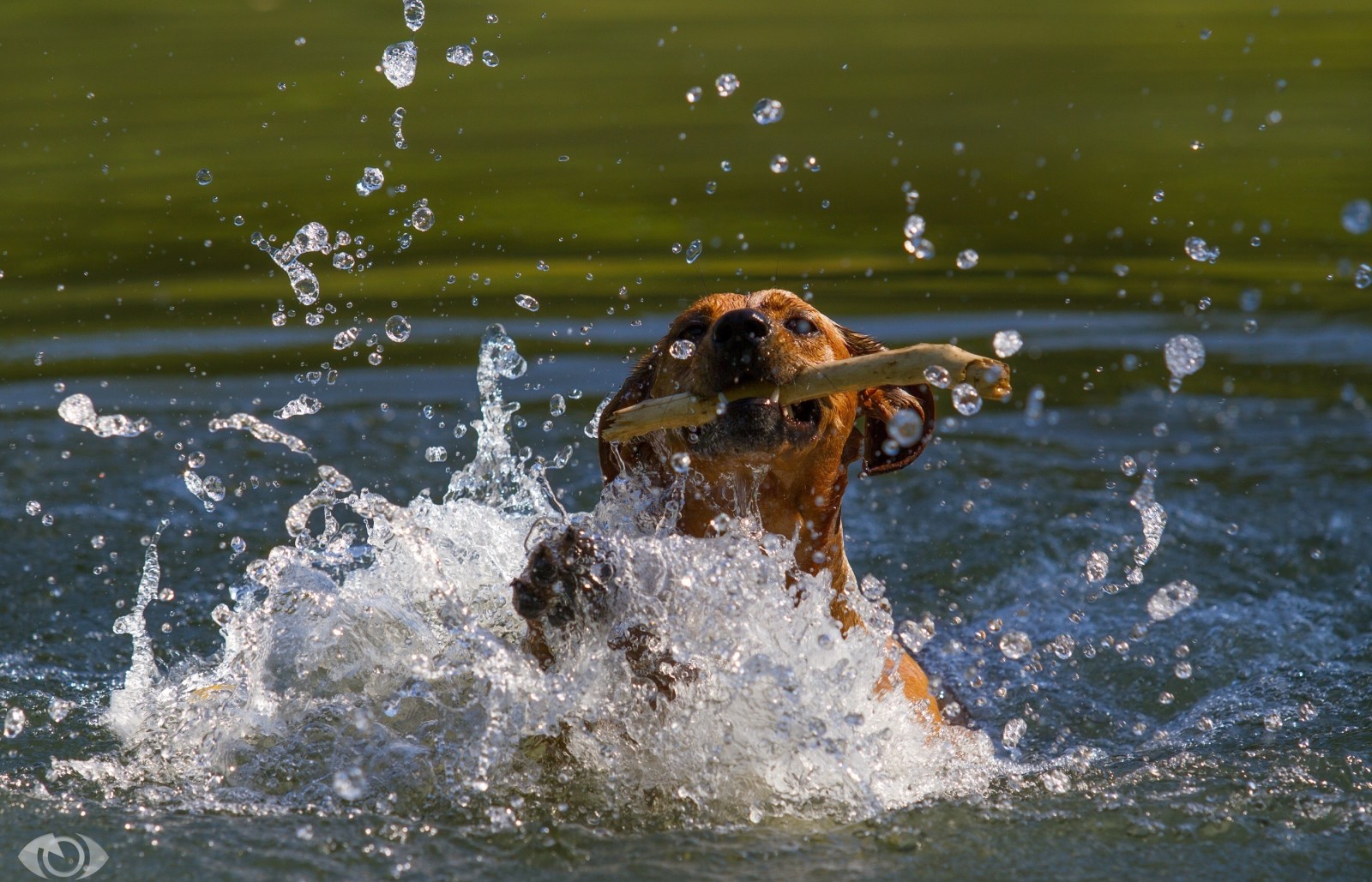 狗, 面对, 游戏, 池塘, 口, 运动, 棒, 喷出