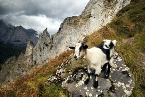 kambing, gunung, alam