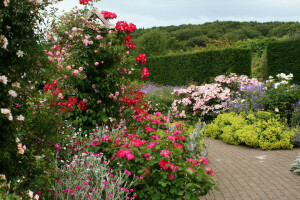 영국, 꽃들, 정원, 로즈 무어 로즈 가든, 덤불, 과정