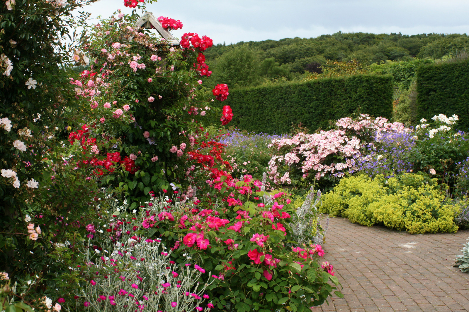 bunga-bunga, Inggris, jalur, Taman, semak-semak, Kebun Mawar Rosemoor