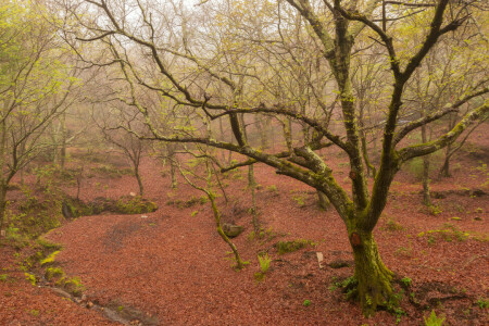 霧, 森林, 春