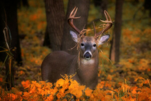 秋, 鹿, 見て