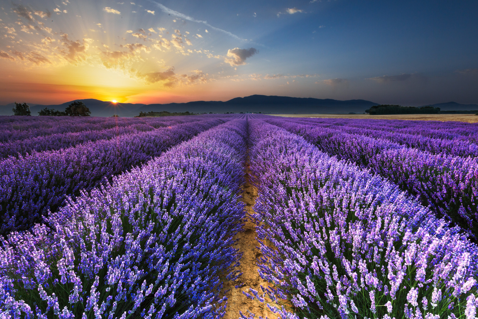 bidang, lavender, pagi