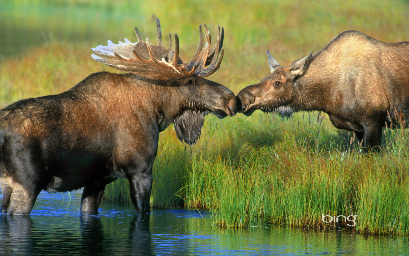 rumput, sungai, pasangan, Amerika Serikat, tanduk, rusa besar, Alaska, Danau Ajaib