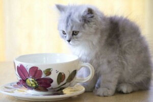 컵, 푹신한, 고양이 새끼