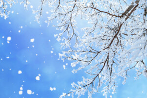 สีน้ำเงิน, สาขา, แสงจ้า, หิมะ, เกล็ดหิมะ, ท้องฟ้า, ฤดูหนาว