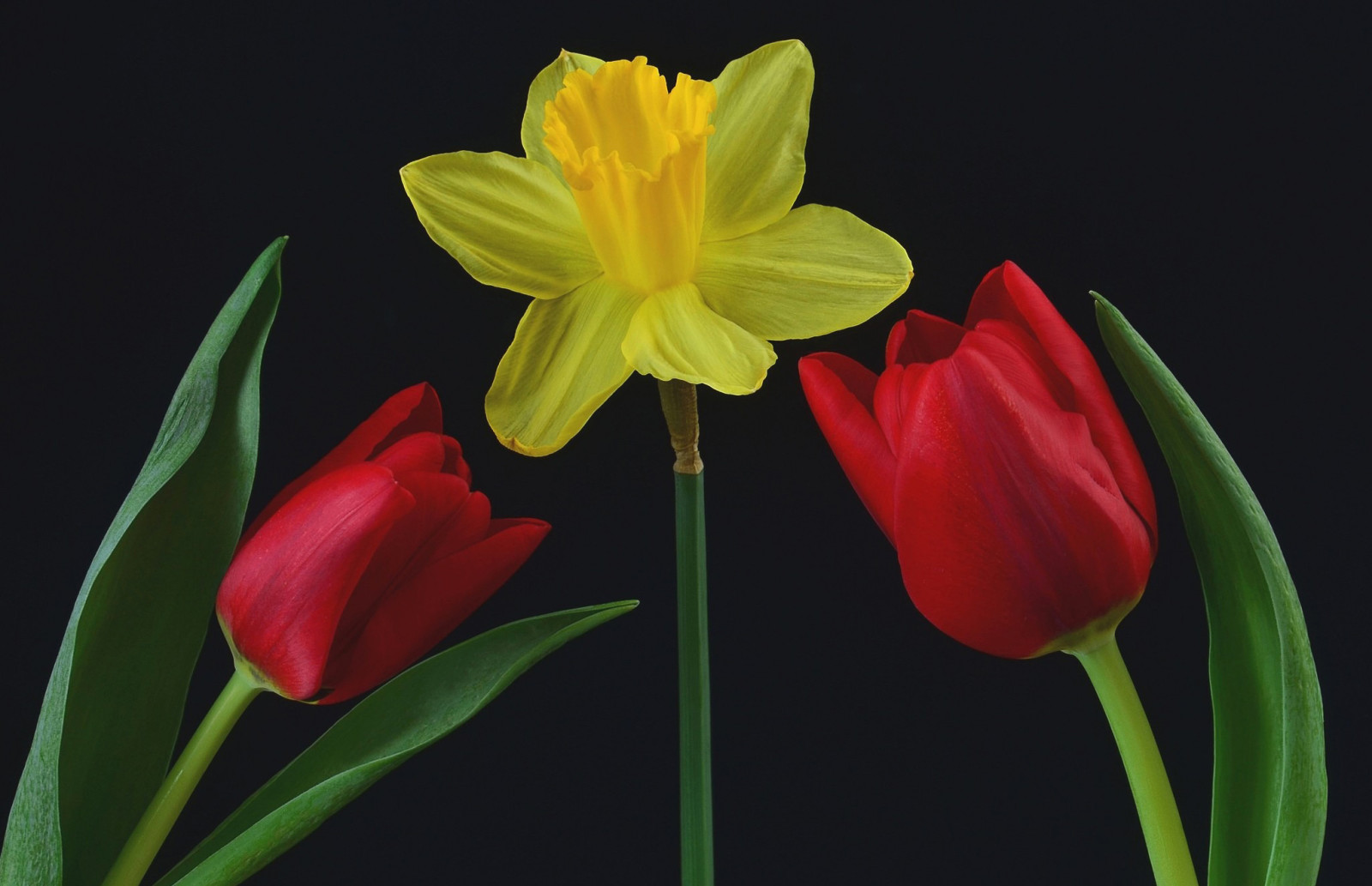 lý lịch, lá, cánh hoa, Hoa thủy tiên, Hoa tulip