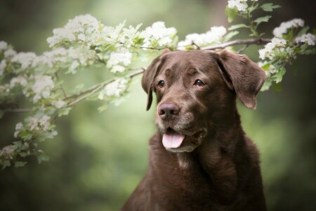 枝, 褐色, 犬, 面, 開花, フラワーズ, 緑の背景, 言語