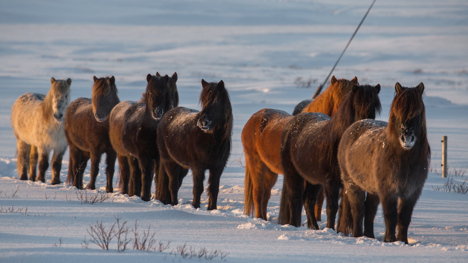 tuyết, mùa đông, ngựa, con ngựa, Nước Iceland