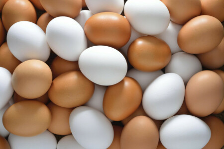 チキン, 色, 卵