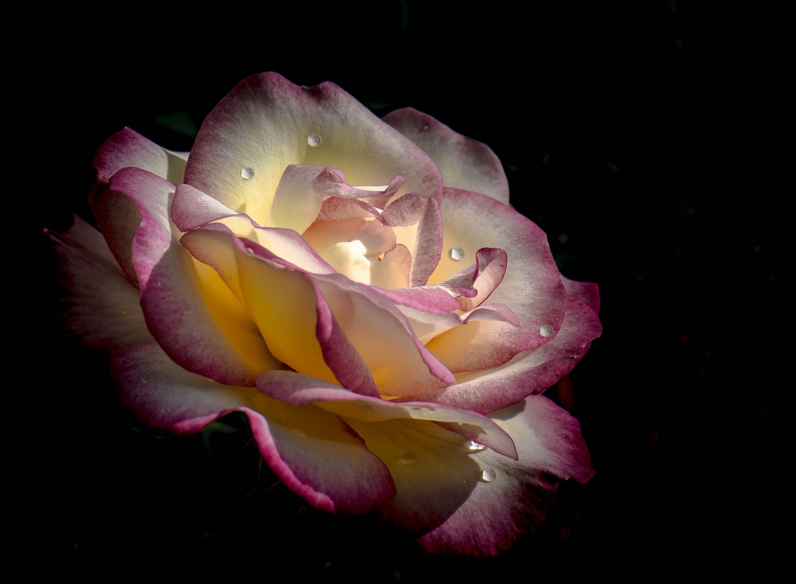 lý lịch, Hoa hồng, Nước, bông hoa, giọt, cánh hoa, Nụ, Rosa