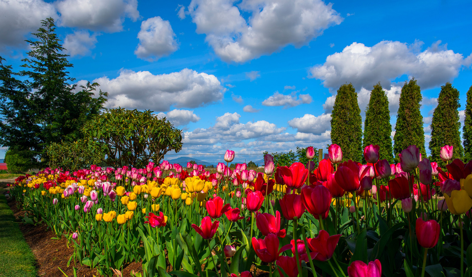 bầu trời, cây, những bông hoa, những đám mây, Hoa tulip, đồn điền