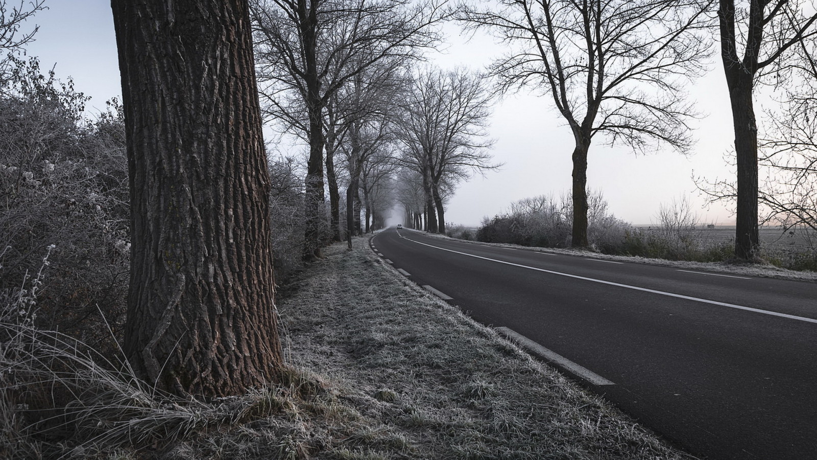 路, 树木, 霜