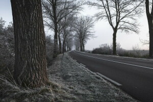 霜, 道路, 木