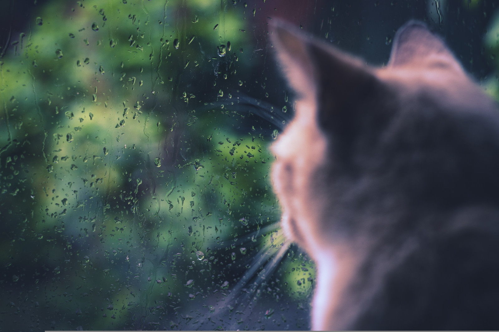 kucing, duduk, hujan, jendela