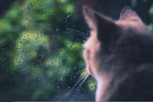 kucing, hujan, duduk, jendela