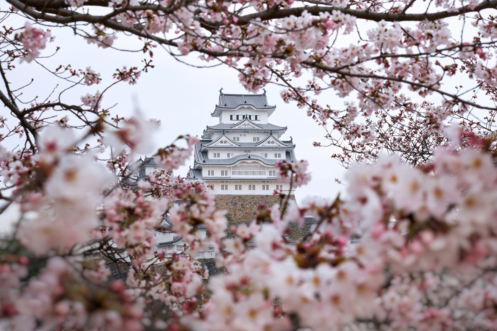 ranting, pohon, bunga-bunga, musim semi, Jepang, warna, Sakura, Himeji