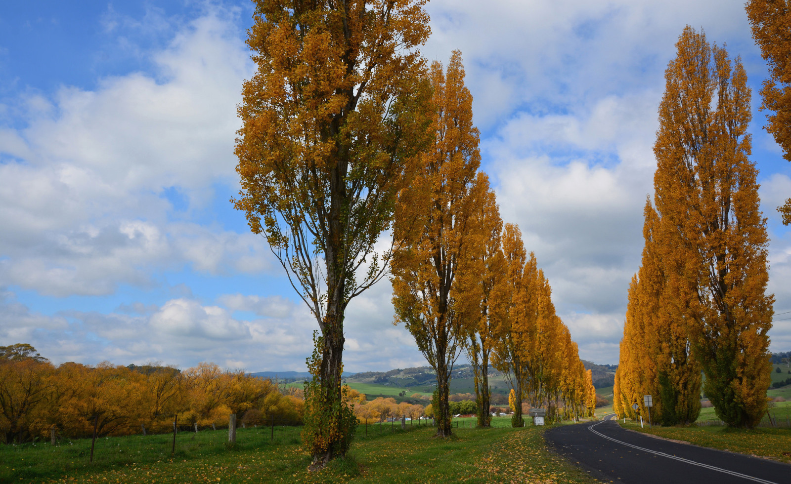 가을, 하늘, 도로, 나무, 구름, 정원