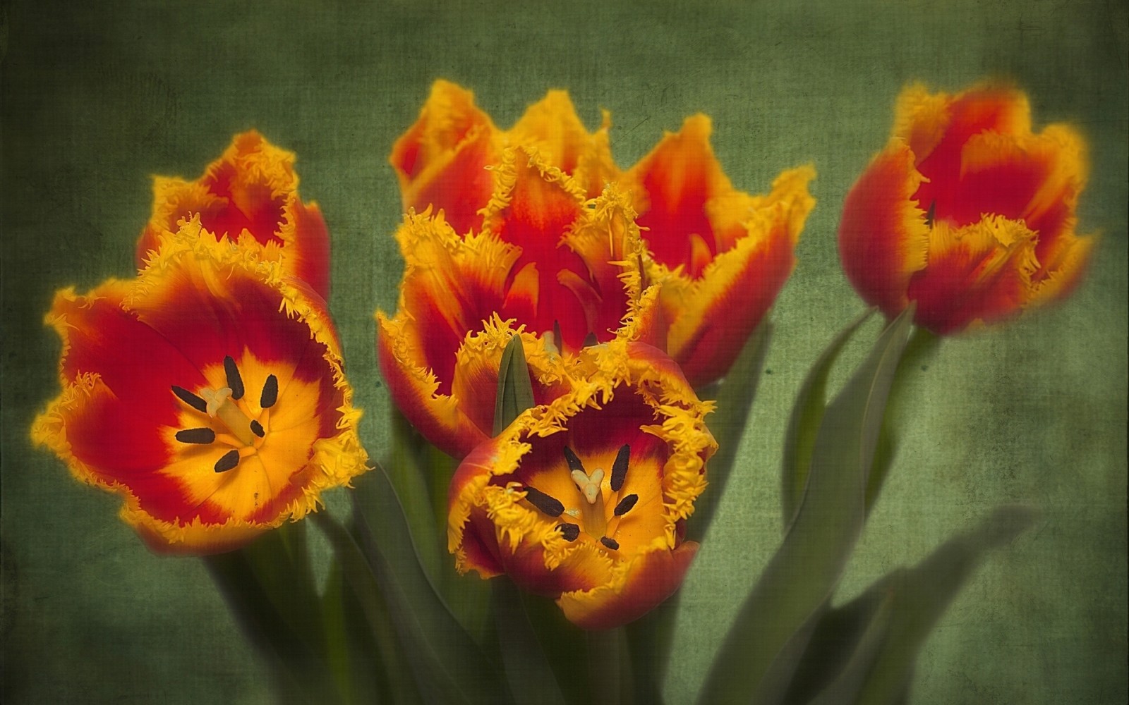 kết cấu, Hoa tulip, cánh hoa