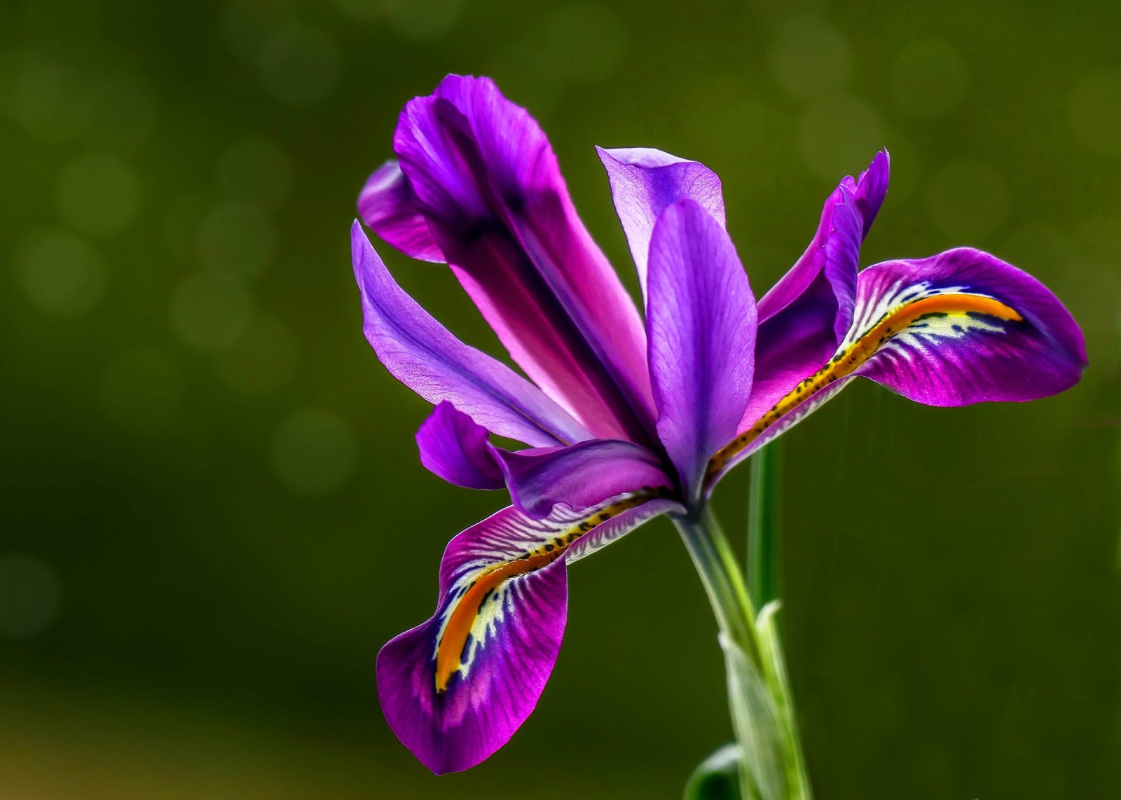 ungu, latar belakang hijau, iris