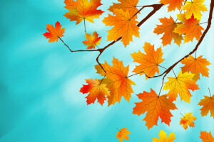 秋, バックグラウンド, 葉, もみじ