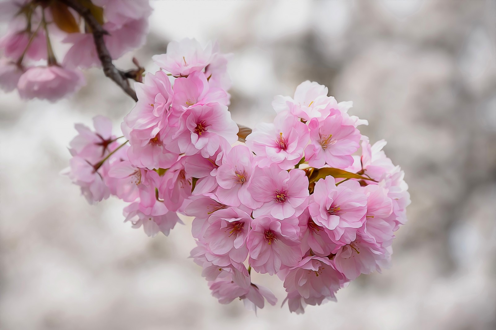 makro, tekstur, bunga-bunga, ceri, cabang, berbunga, Sakura