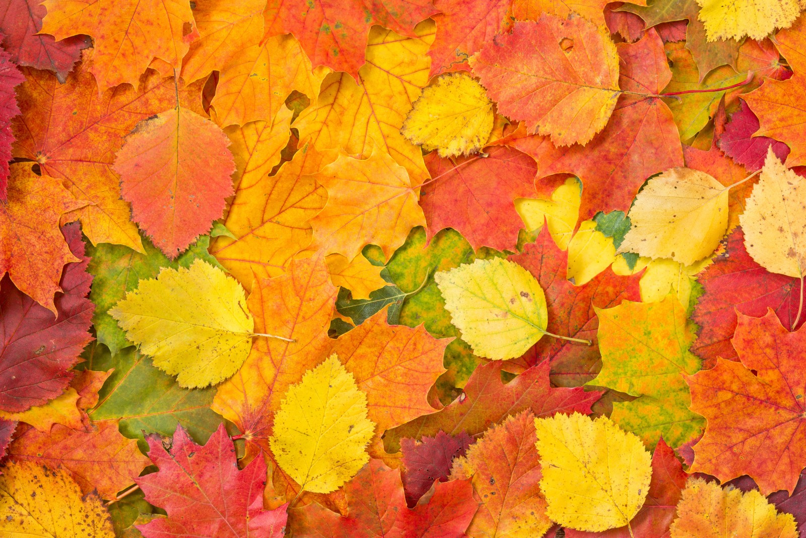 秋季, 背景, 树叶, 秋天的树叶