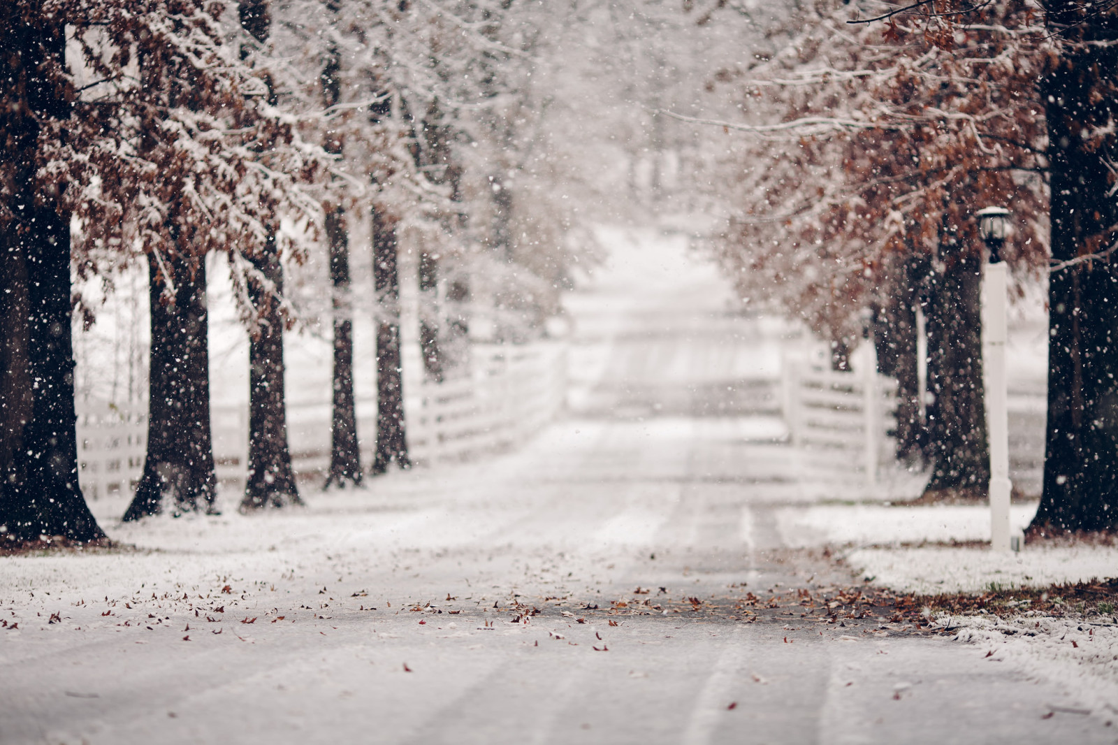 雪, 冬, 道路, 葉