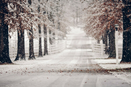 이파리, 도로, 눈, 겨울