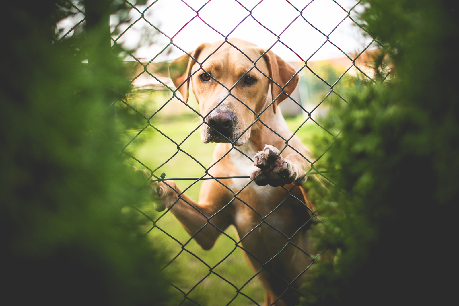 chó, Labrador, nhìn, hàng rào, lưới thép