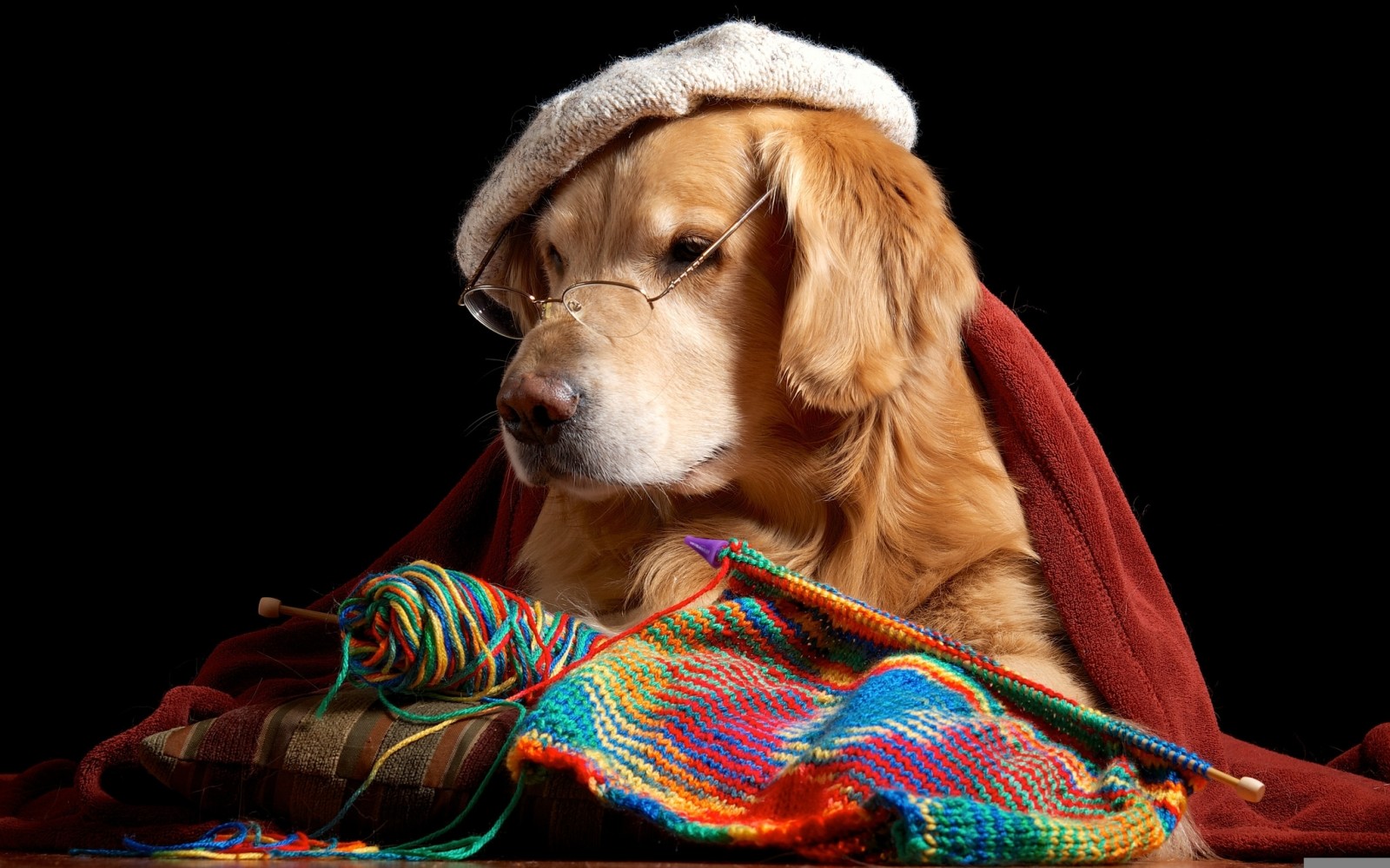 犬, 眼鏡, レトリーバー, かかります, 編み物