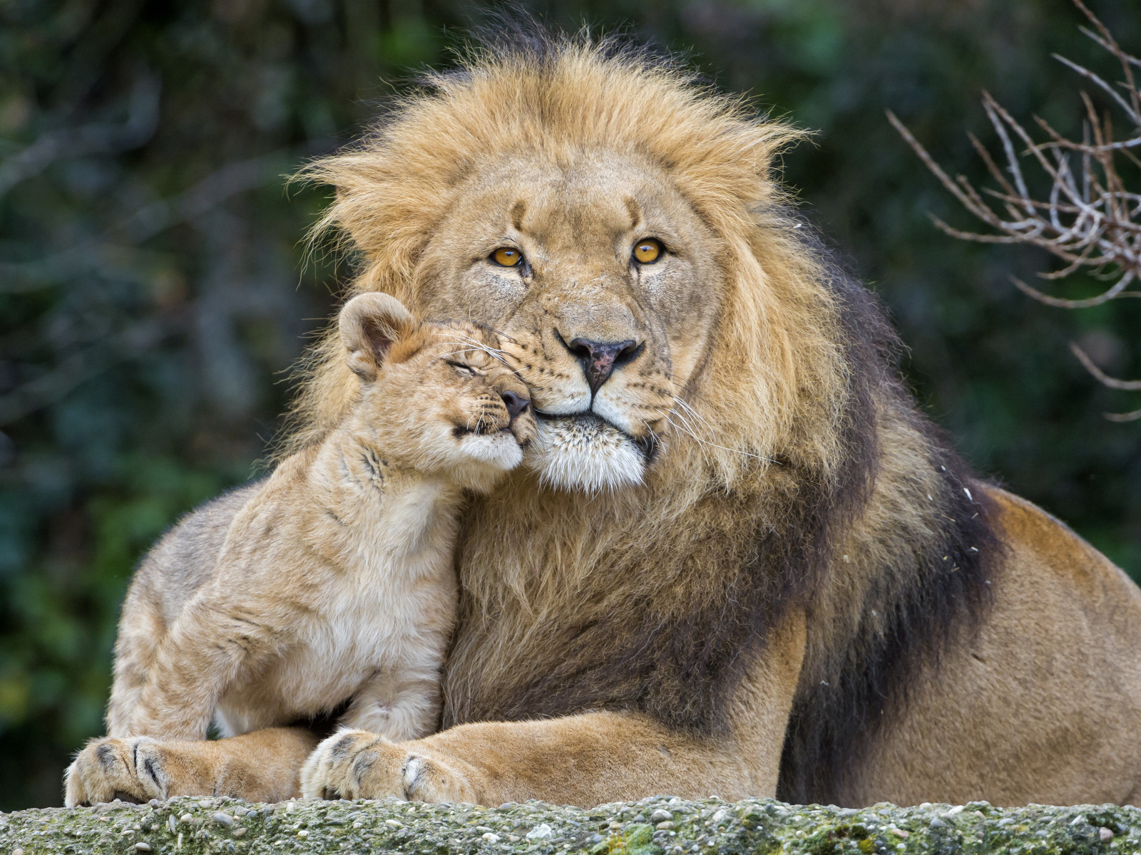 แมว, สิงโต, สิงห์, ©© Tambako Jaguar