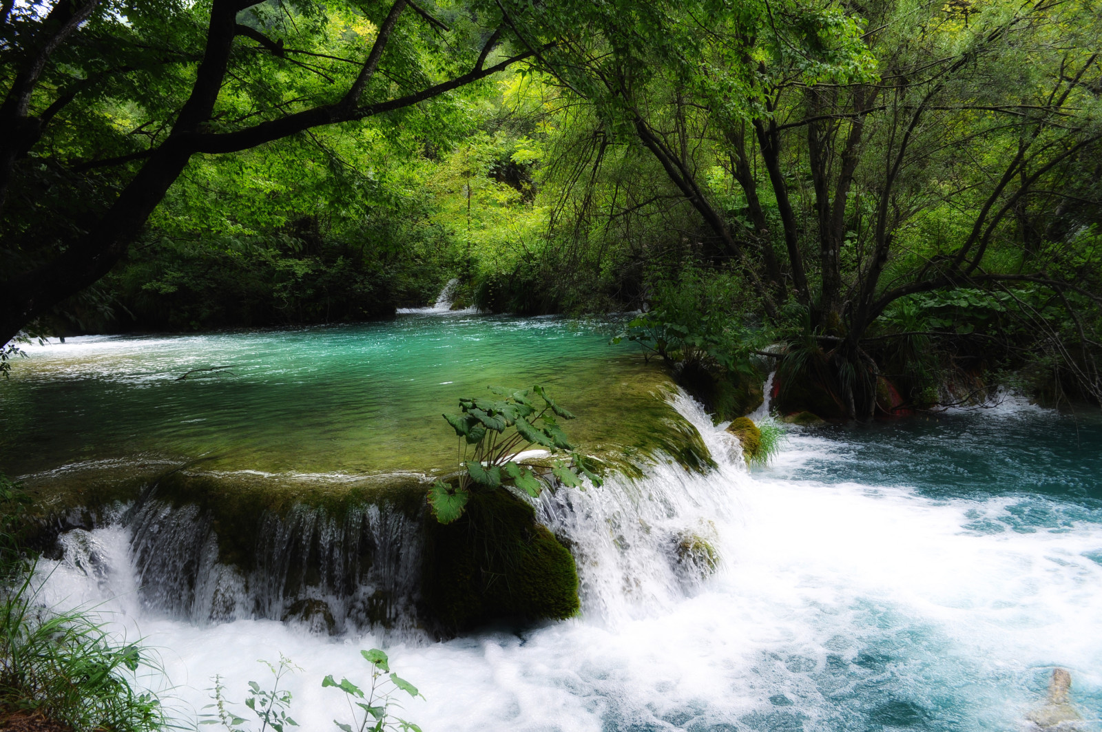 rừng, con sông, cây, Croatia, suối, ngưỡng