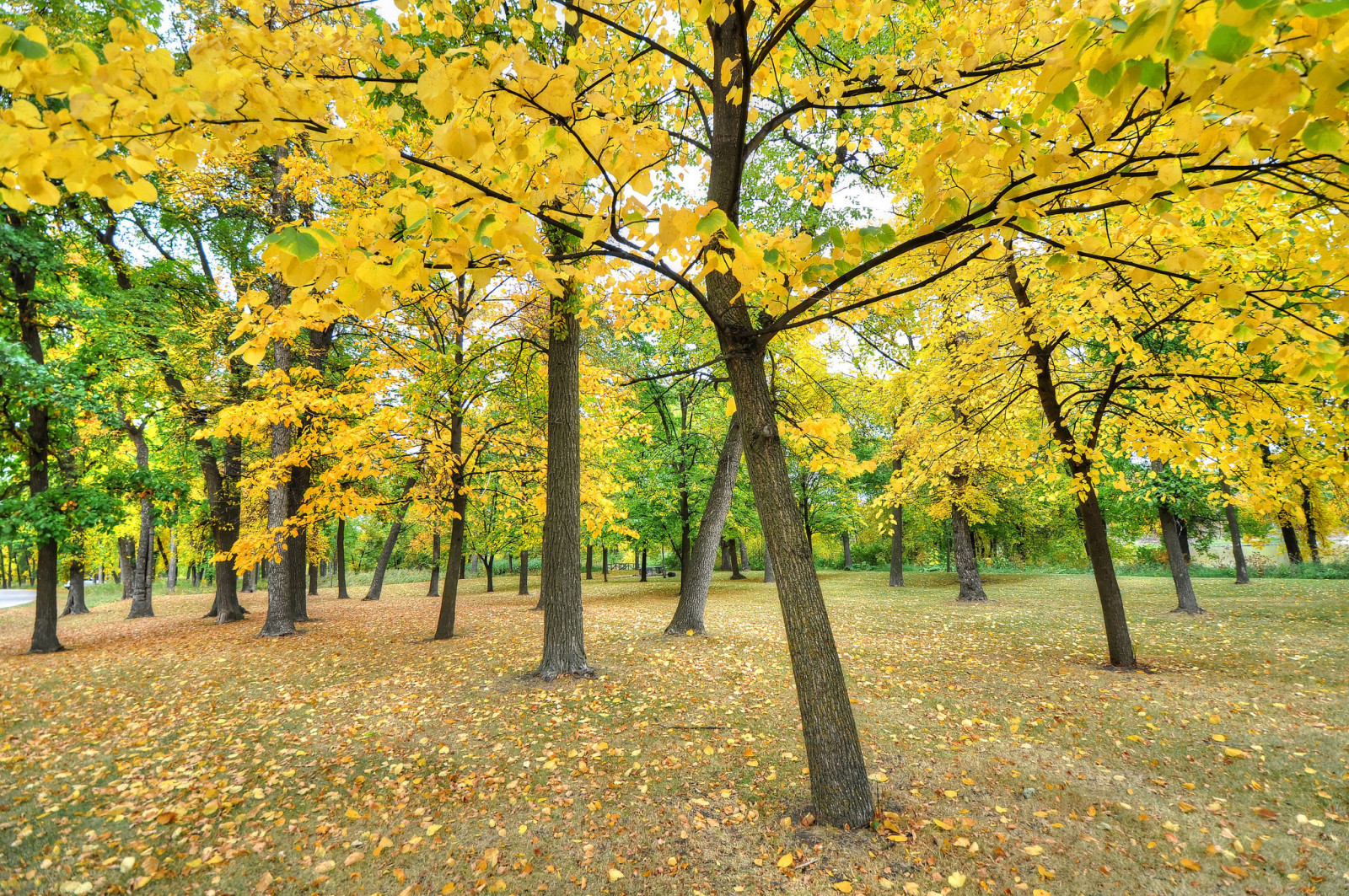 秋季, 草, 公园, 树木, 树叶