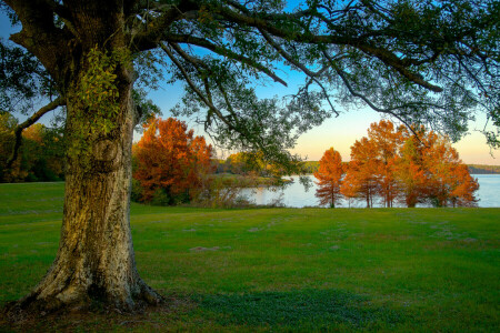 가을, 잔디, 호수, 하늘, 나무