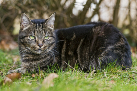 ネコ, 草, 見て, 滞在, ©タンバコジャガー