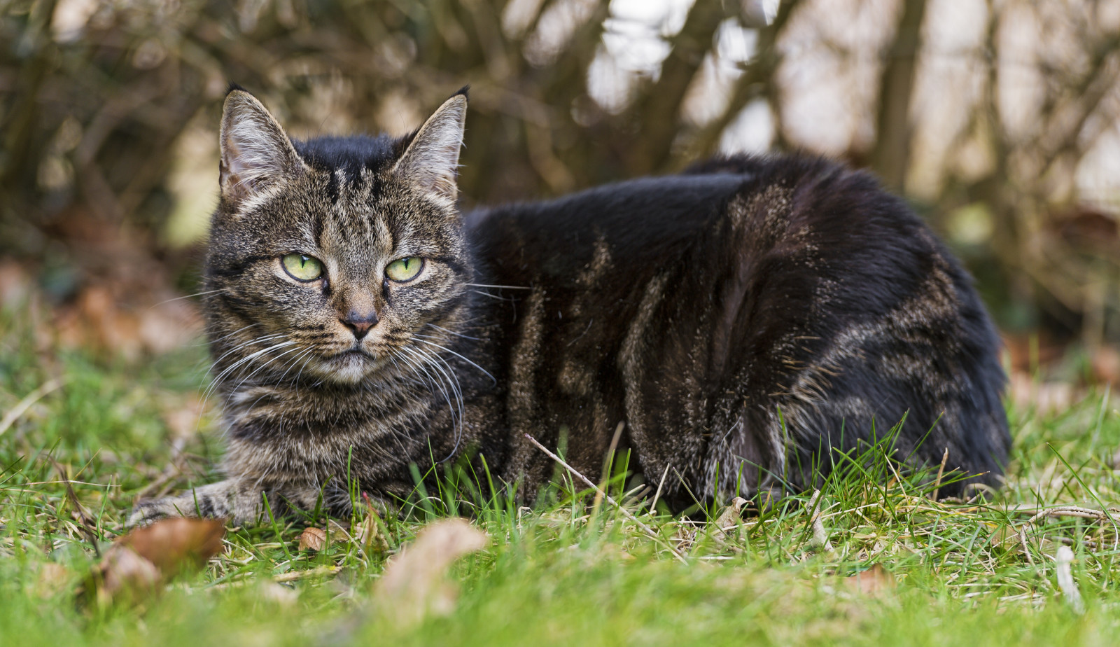 잔디, 보기, 고양이, 머무르다, © 탐 바코 재규어