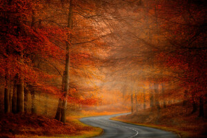 가을, 자연, 도로, 나무