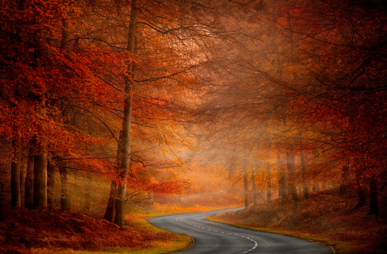 秋季, 自然, 路, 树木