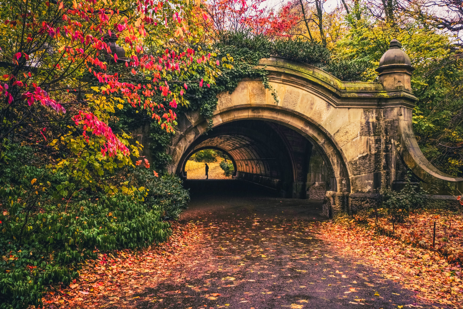 musim gugur, dedaunan, pohon, Daun-daun, orang-orang, jalan, New York, terowongan