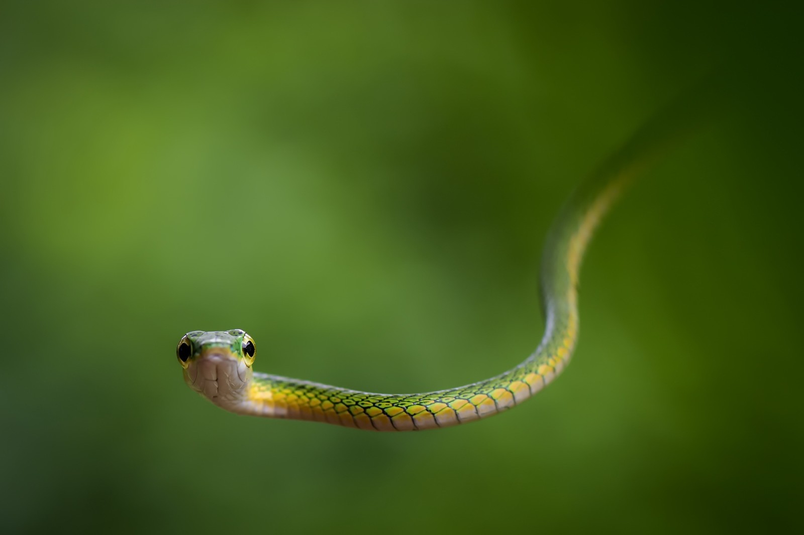 Thiên nhiên, con rắn, Leptophis bocourti