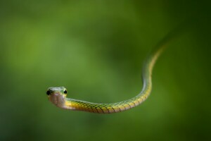 Leptophis bocourti, alam, ular