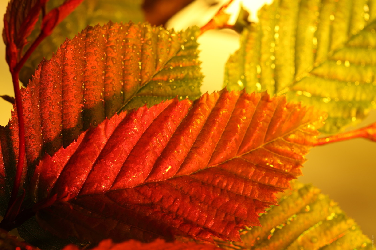 musim gugur, makro, Daun-daun, warna