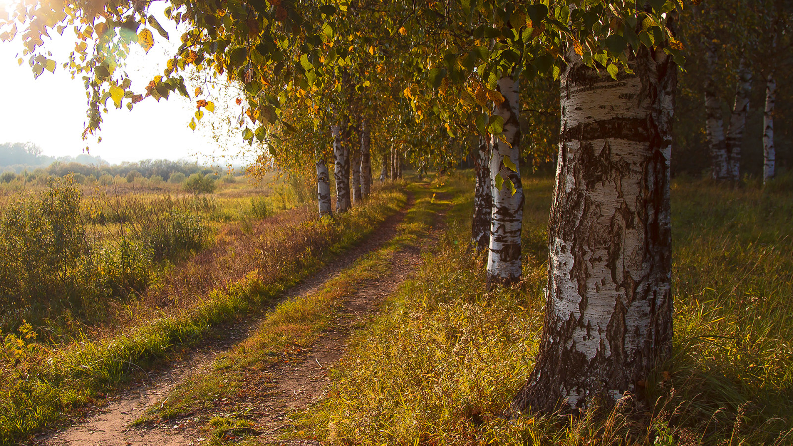 musim gugur, jalan, pohon, bidang, Birch