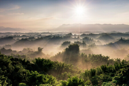 霧, 森林, 朝, 山, パノラマ, 太陽の光, 木